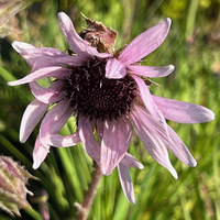 Berkheya purpurea